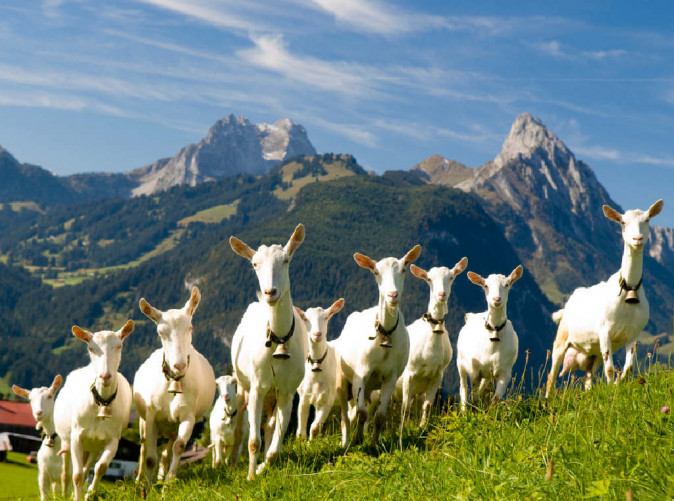 031_Gstaad_Schoene Aussichten Touristik_saanengeiss1